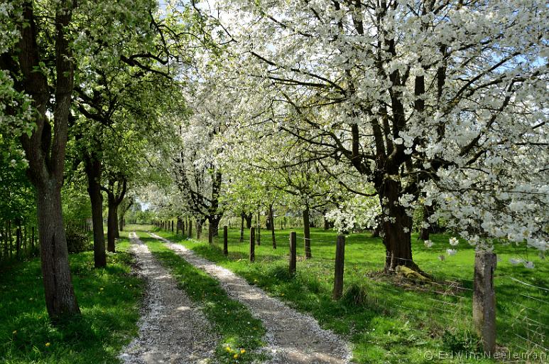 ENE-20140413-0080.jpg - [nl] Ommeren Fruitboomgaard[en] Ommeren Orchard with fruit trees